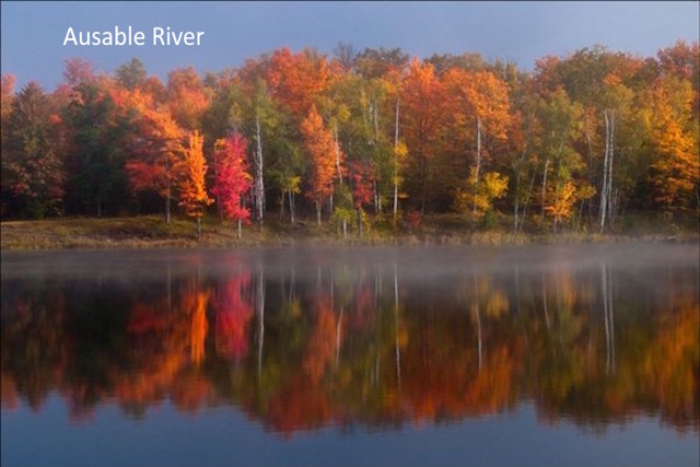 fall trees