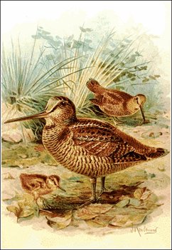 woodcock