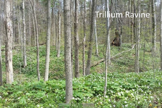 trillium ravine
